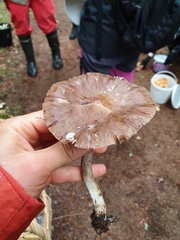 Fungi