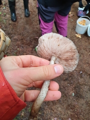 Fungi