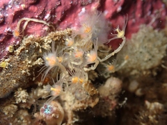 Ectopleura