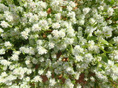 Ptilotus villosiflorus