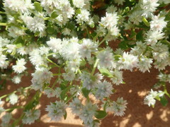 Ptilotus villosiflorus