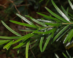 Asparagus falcatus
