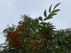 Sorbus aucuparia