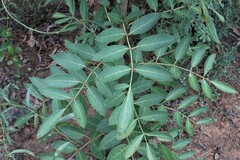 Polyscias sambucifolia