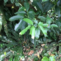 Turpinia ternata