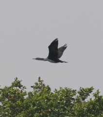 Phalacrocorax carbo lucidus