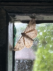 Peribatodes rhomboidaria