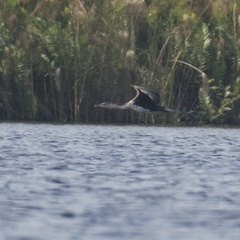 Phalacrocorax carbo lucidus