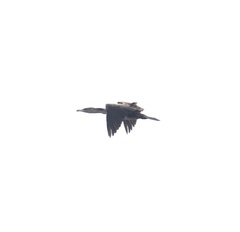 Phalacrocorax carbo lucidus
