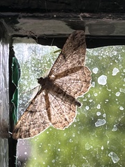Peribatodes rhomboidaria