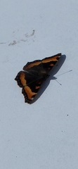 Aglais milberti