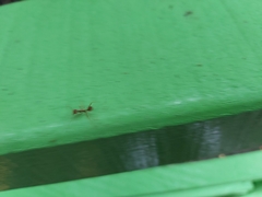 Oecophylla smaragdina