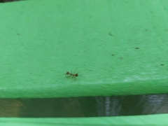 Oecophylla smaragdina