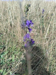 Aconitum napellus