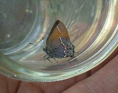 Callophrys gryneus