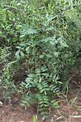 Polyscias sambucifolia