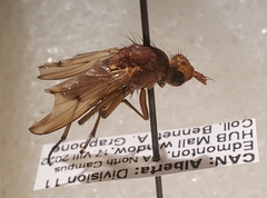 Sciomyzidae