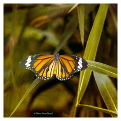 Danaus genutia