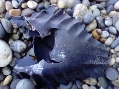 Callorhinchus milii
