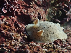 Alloiodoris lanuginata