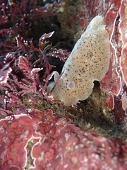 Alloiodoris lanuginata
