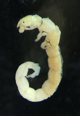 Hyalopsyche disjuncta