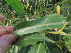 Phyllocnistis saligna