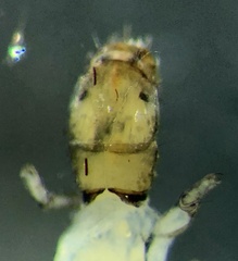 Hyalopsyche disjuncta