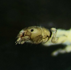 Hyalopsyche disjuncta