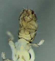 Hyalopsyche disjuncta