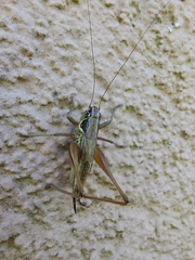 Roeseliana roeselii