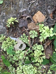 Sedum formosanum