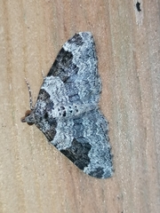 Xanthorhoe fluctuata