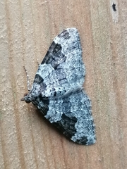 Xanthorhoe fluctuata