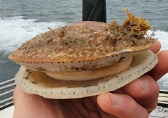 Placopecten magellanicus
