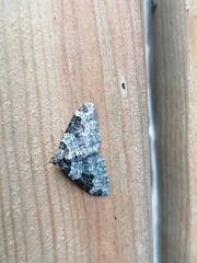 Xanthorhoe fluctuata