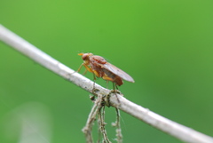 Tetanocera