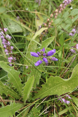 Polygala vulgaris