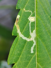 Phytomyza horticola