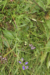 Polygala vulgaris