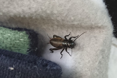 Gryllus campestris