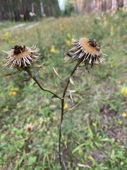 Carlina biebersteinii