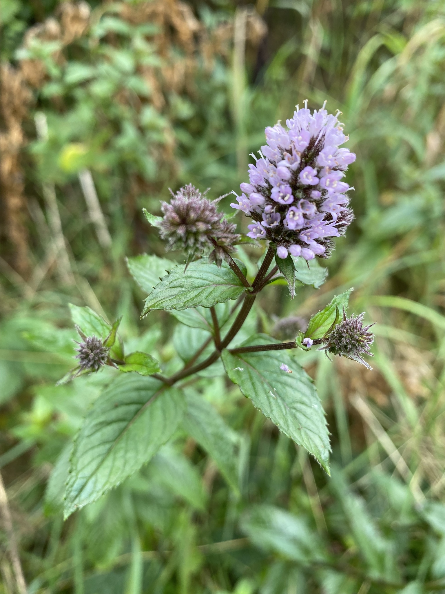 Mentha X piperita