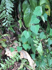 Pericampylus glaucus