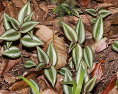 Tradescantia zebrina
