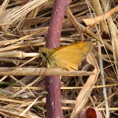 Ochlodes sylvanoides