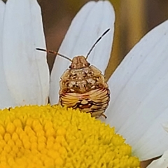 Thyanta pallidovirens