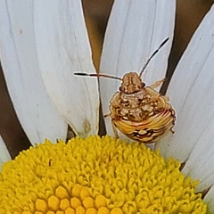 Thyanta pallidovirens