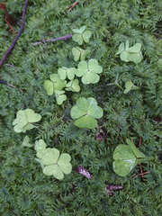 Oxalis acetosella