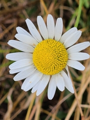 Leucanthemum vulgare